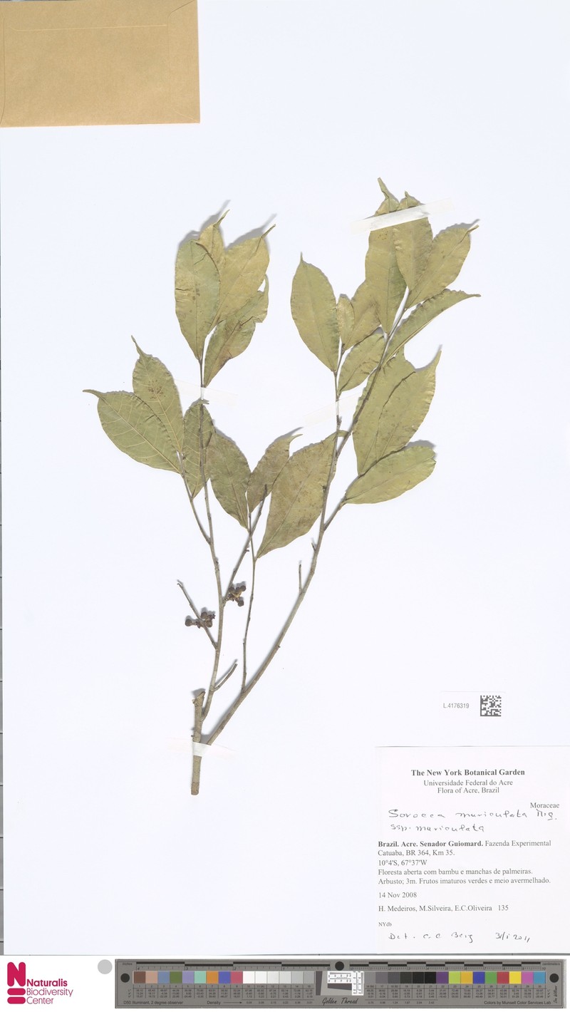 Sorocea muriculata subsp. muriculata photo 2