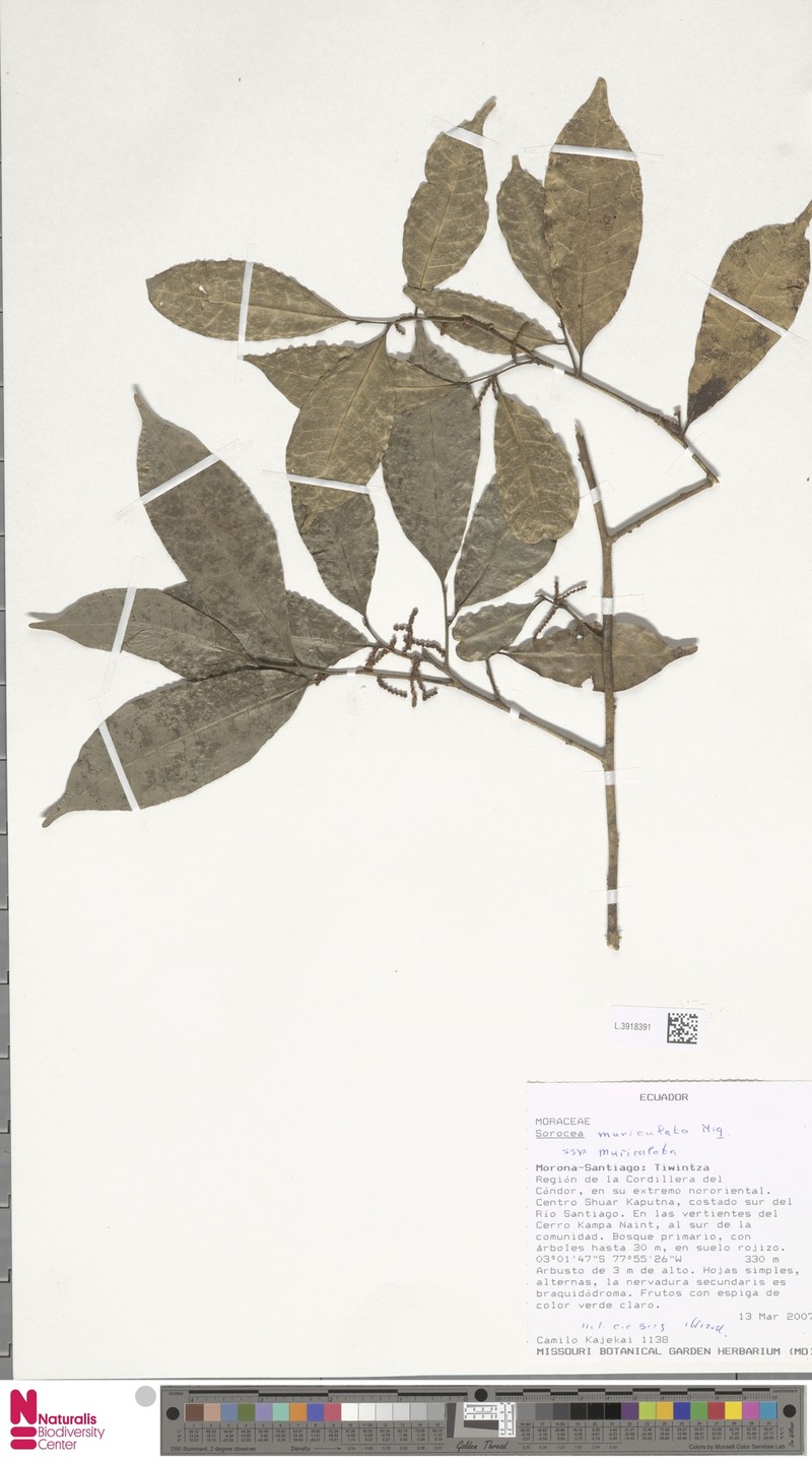 Sorocea muriculata subsp. muriculata photo 3