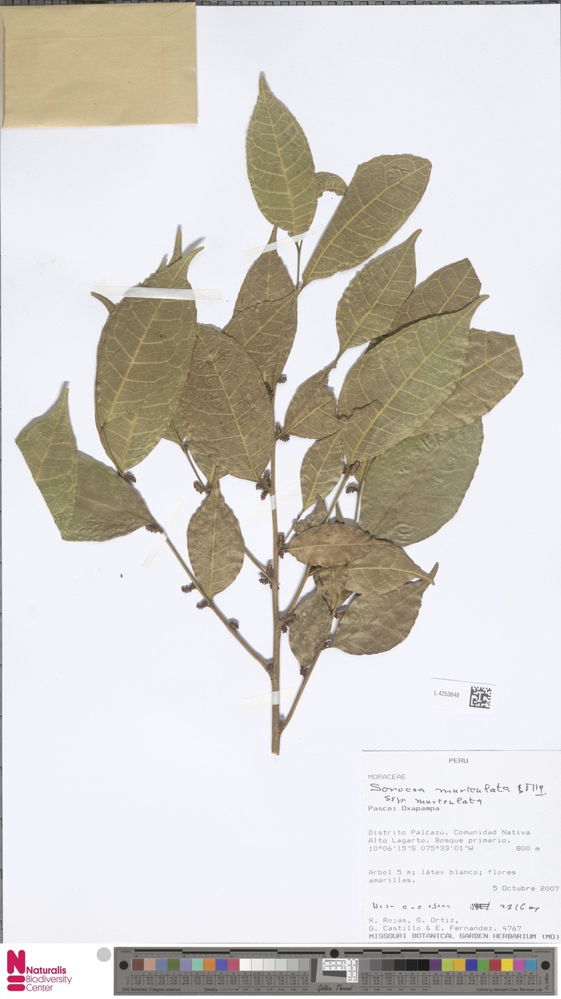 Sorocea muriculata subsp. muriculata photo 4