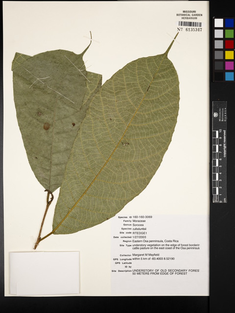 Sorocea pubivena subsp. pubivena