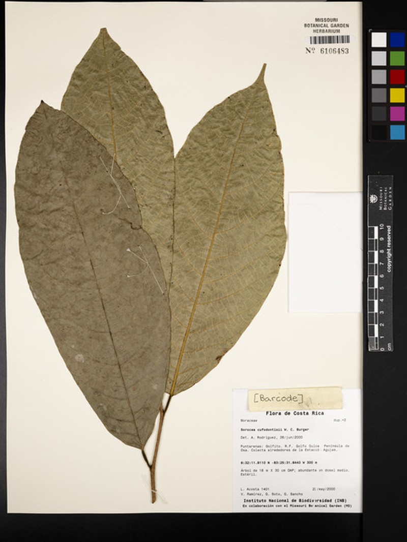 Sorocea pubivena subsp. pubivena photo 2