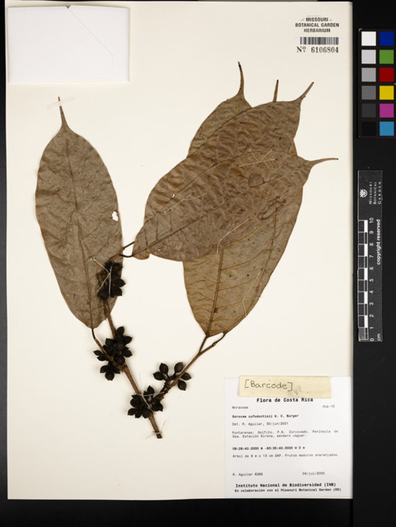 Sorocea pubivena subsp. pubivena photo 3