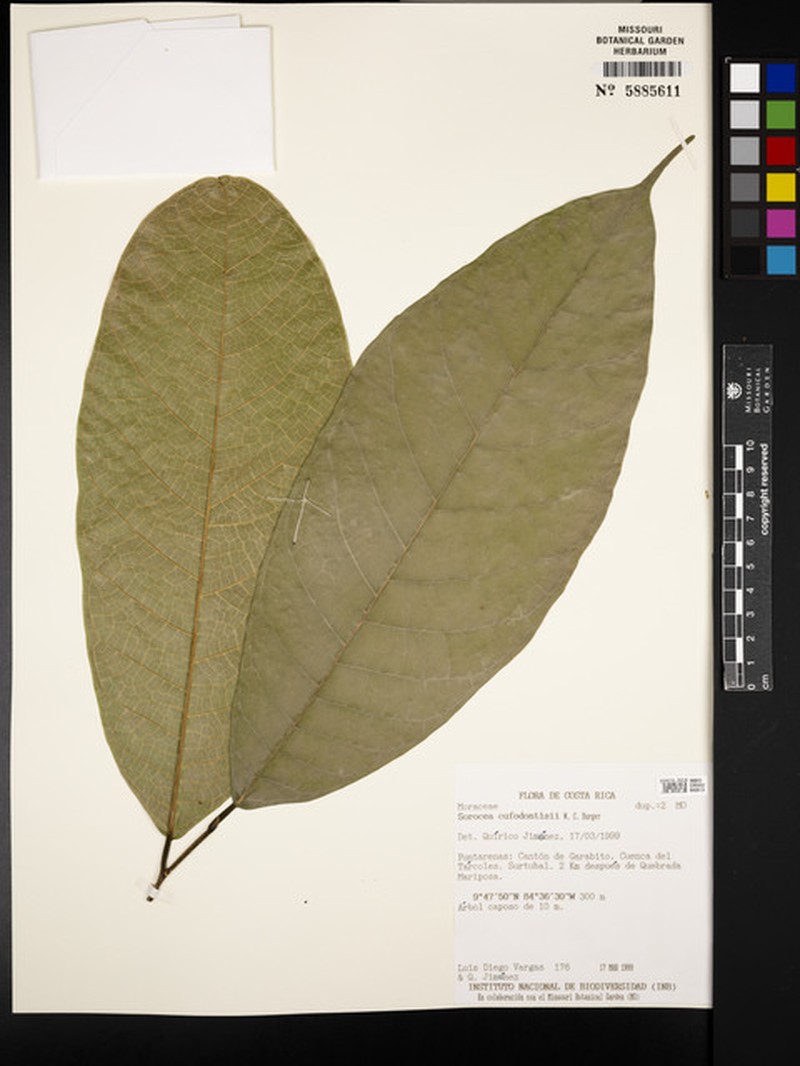 Sorocea pubivena subsp. pubivena photo 4