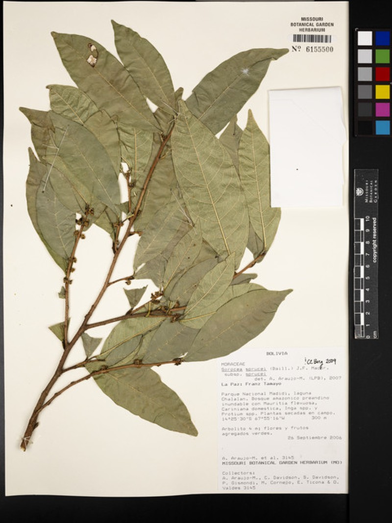 Sorocea sprucei subsp. sprucei