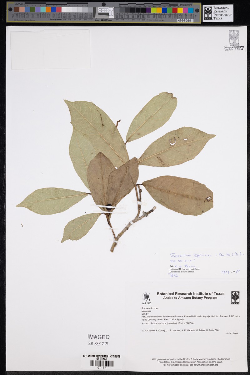 Sorocea sprucei subsp. sprucei photo 2