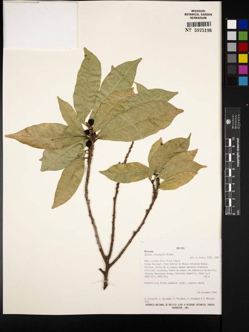 Sorocea sprucei subsp. sprucei photo 3