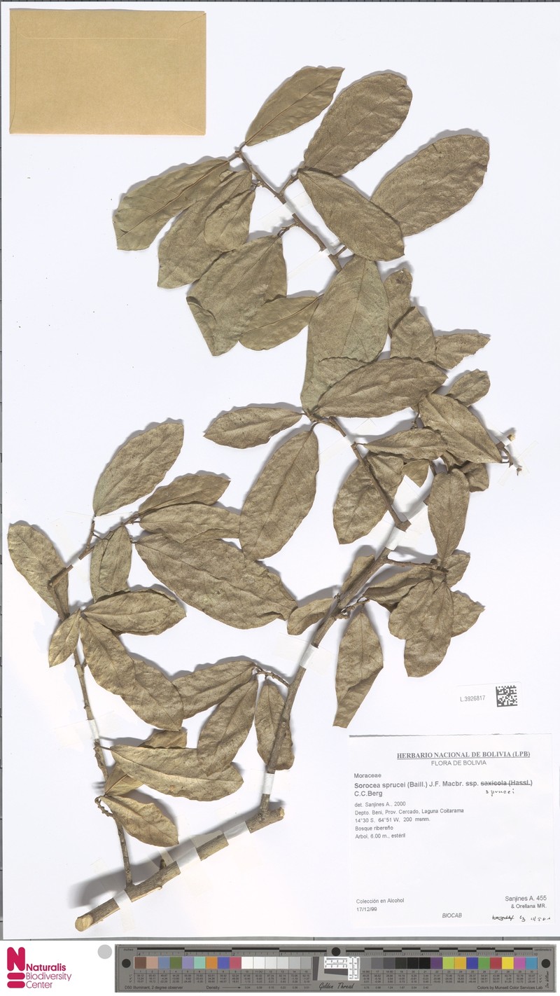 Sorocea sprucei subsp. sprucei photo 4