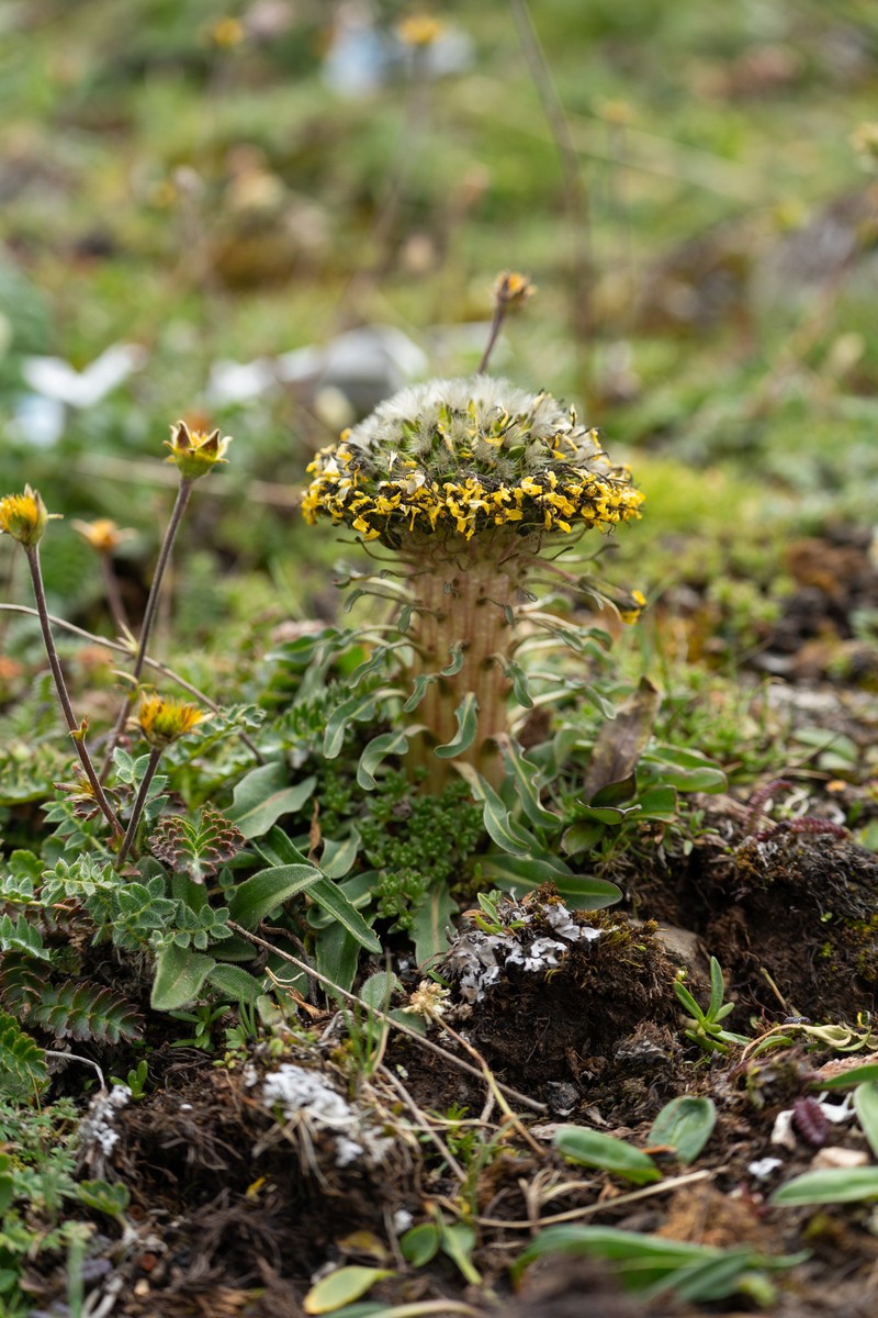 Soroseris hookeriana subsp. erysimoides