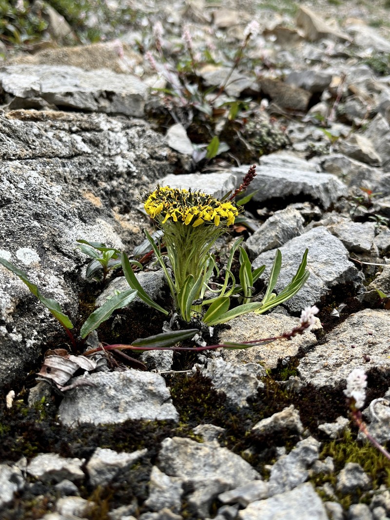 Soroseris hookeriana subsp. erysimoides photo 2