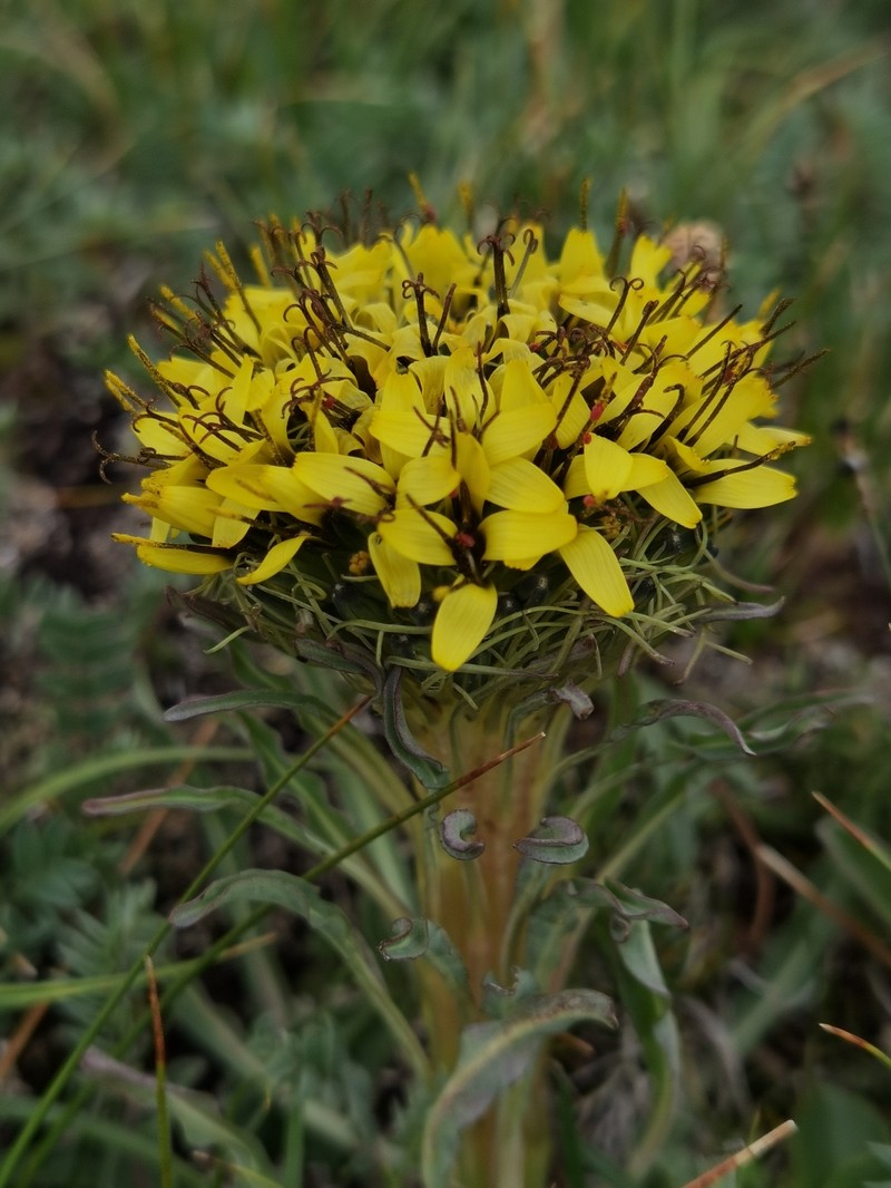 Soroseris hookeriana subsp. erysimoides photo 3