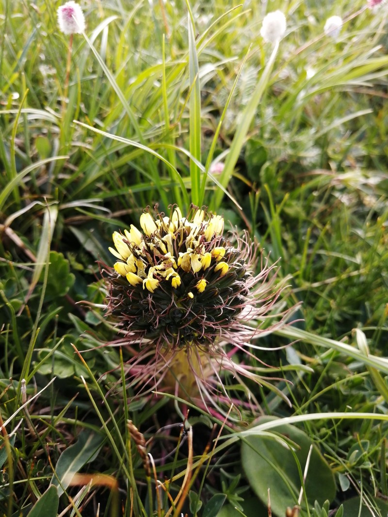 Soroseris hookeriana subsp. erysimoides photo 4