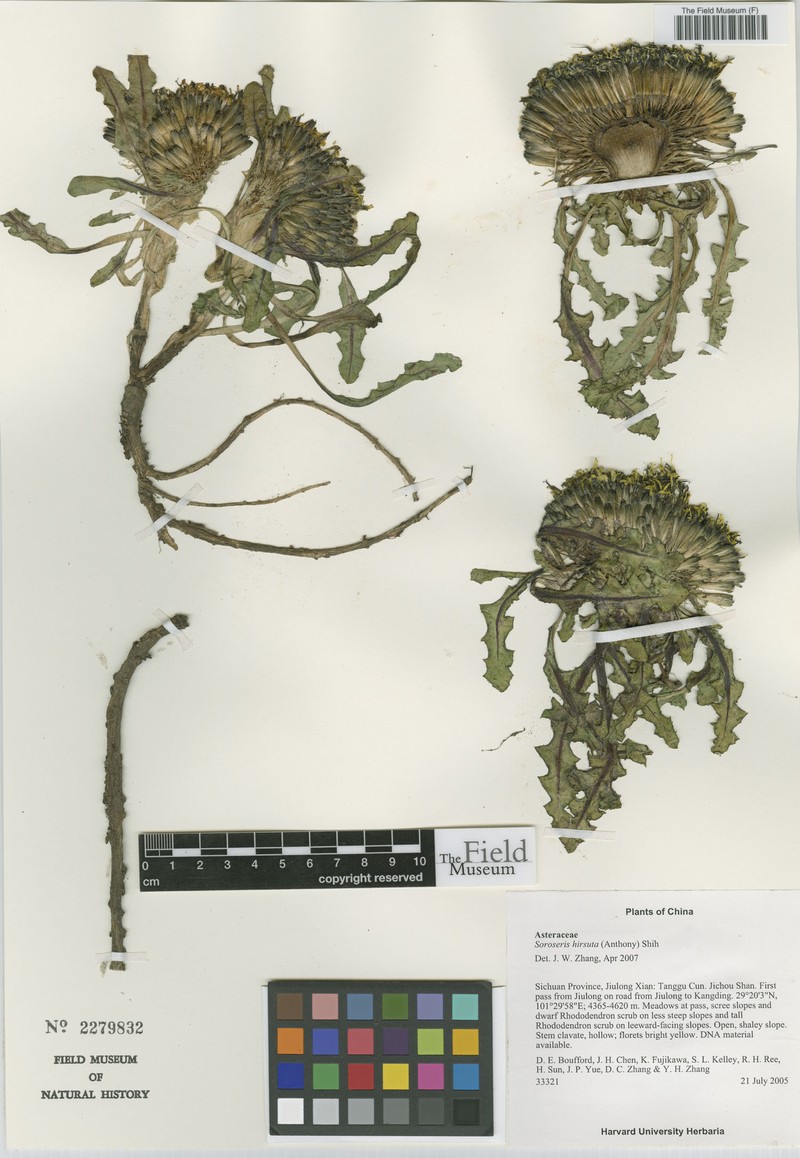 Soroseris hookeriana subsp. hirsuta
