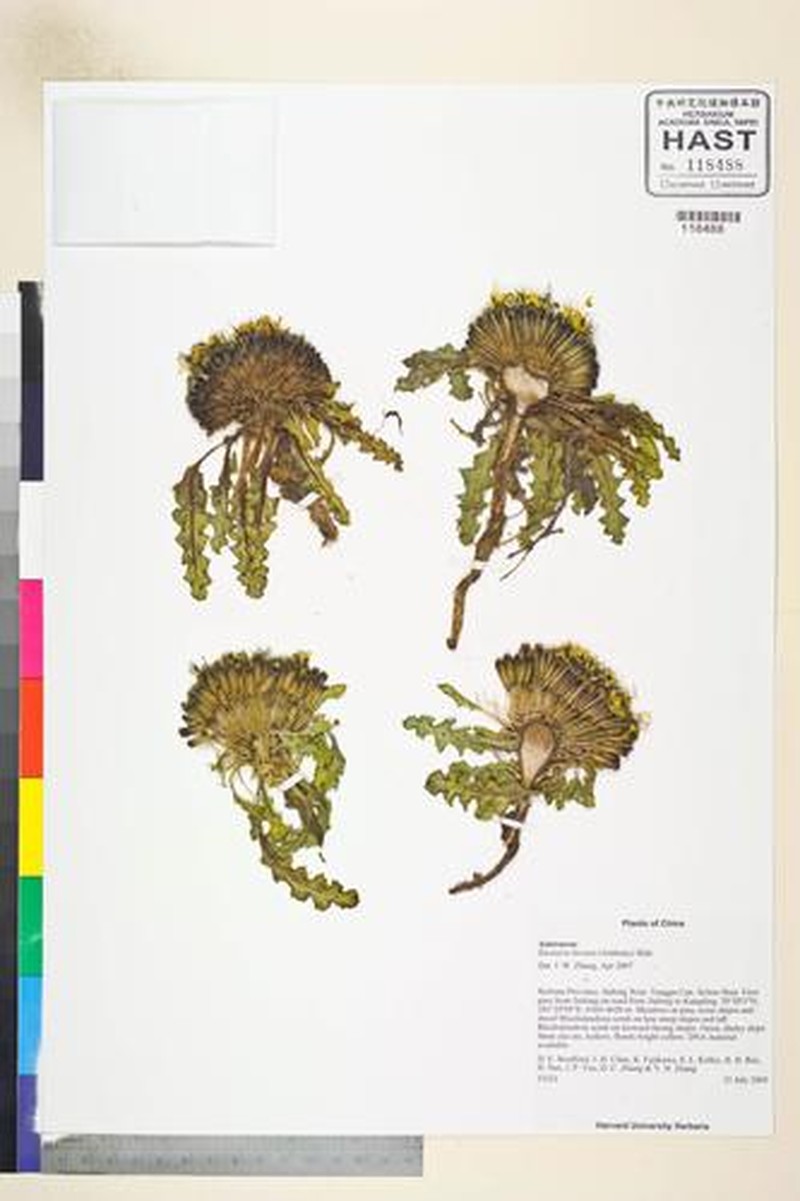 Soroseris hookeriana subsp. hirsuta photo 2