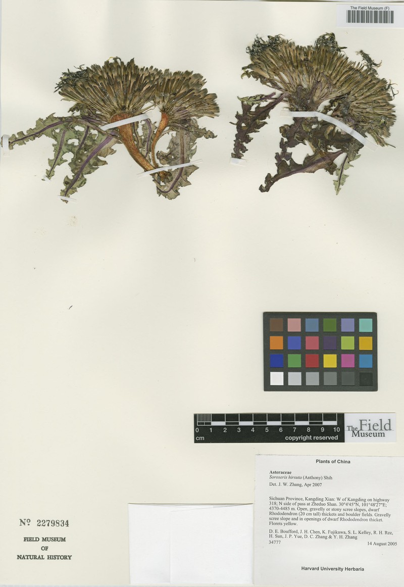 Soroseris hookeriana subsp. hirsuta photo 3
