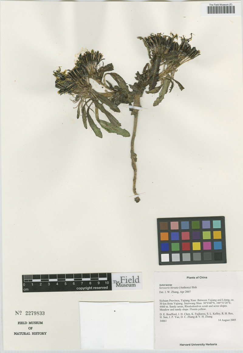 Soroseris hookeriana subsp. hirsuta photo 4