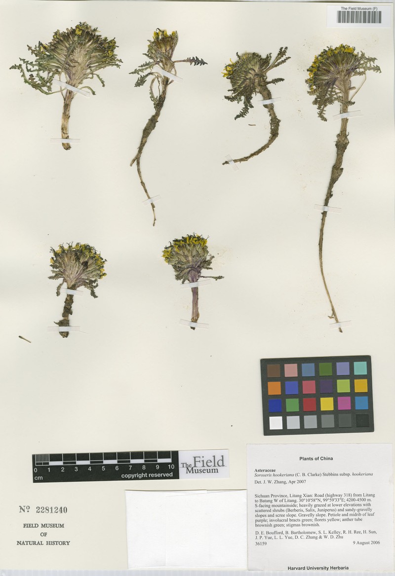 Soroseris hookeriana subsp. hookeriana