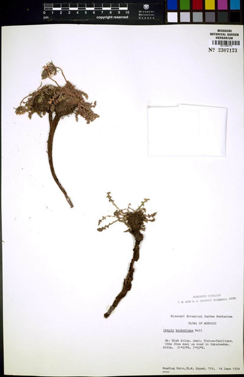 Soroseris hookeriana subsp. hookeriana photo 2