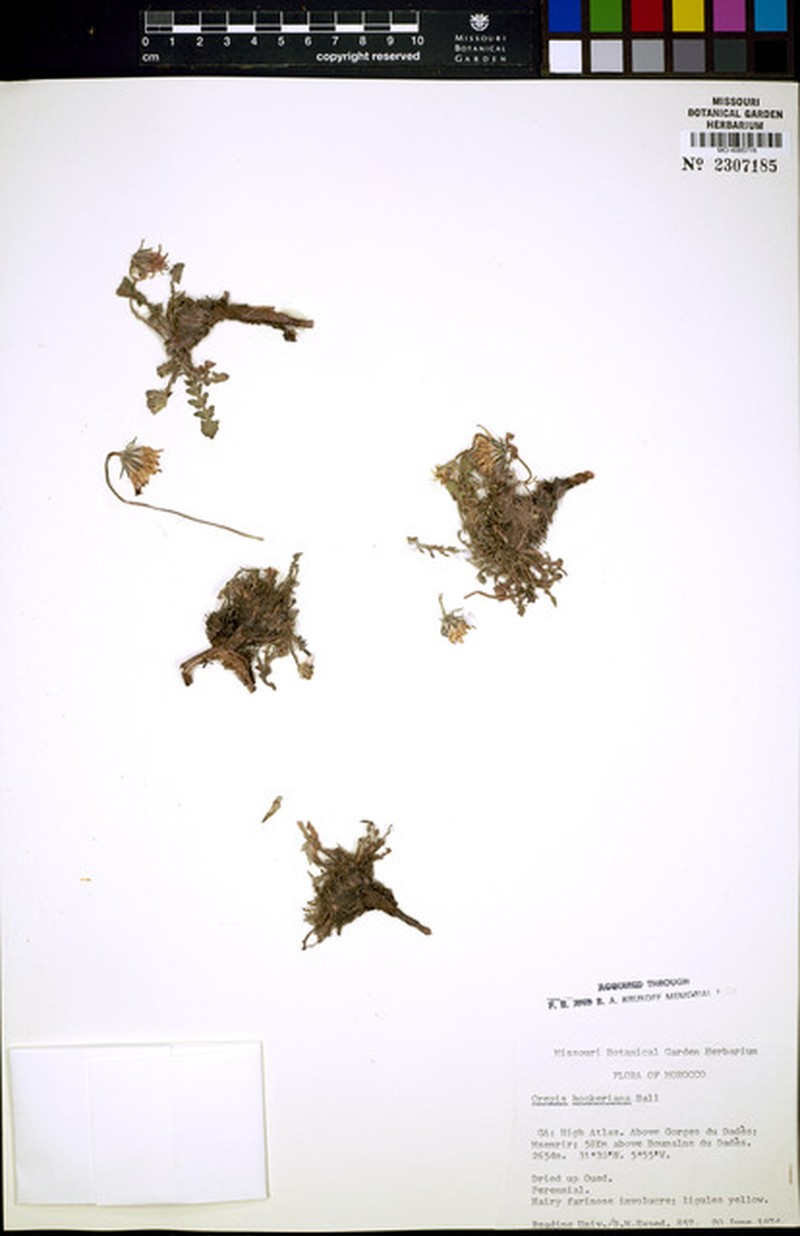 Soroseris hookeriana subsp. hookeriana photo 3