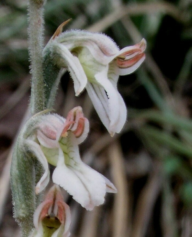 Confusing Lady's Tresses