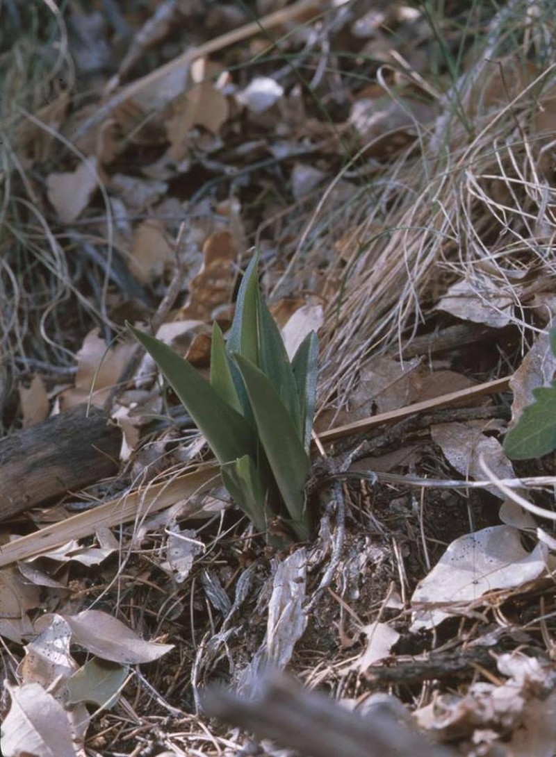 Confusing Lady's Tresses photo 2