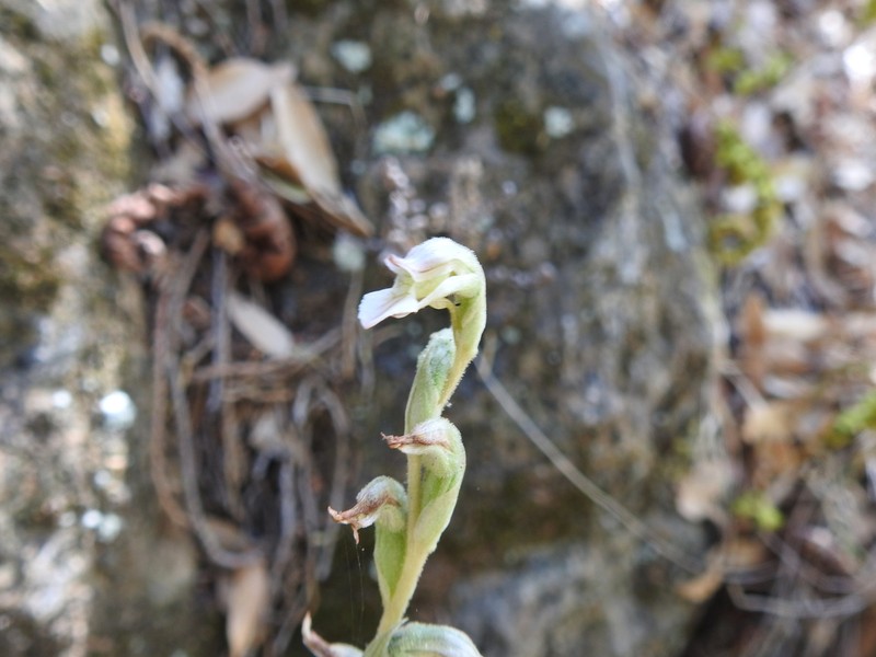 Confusing Lady's Tresses photo 3
