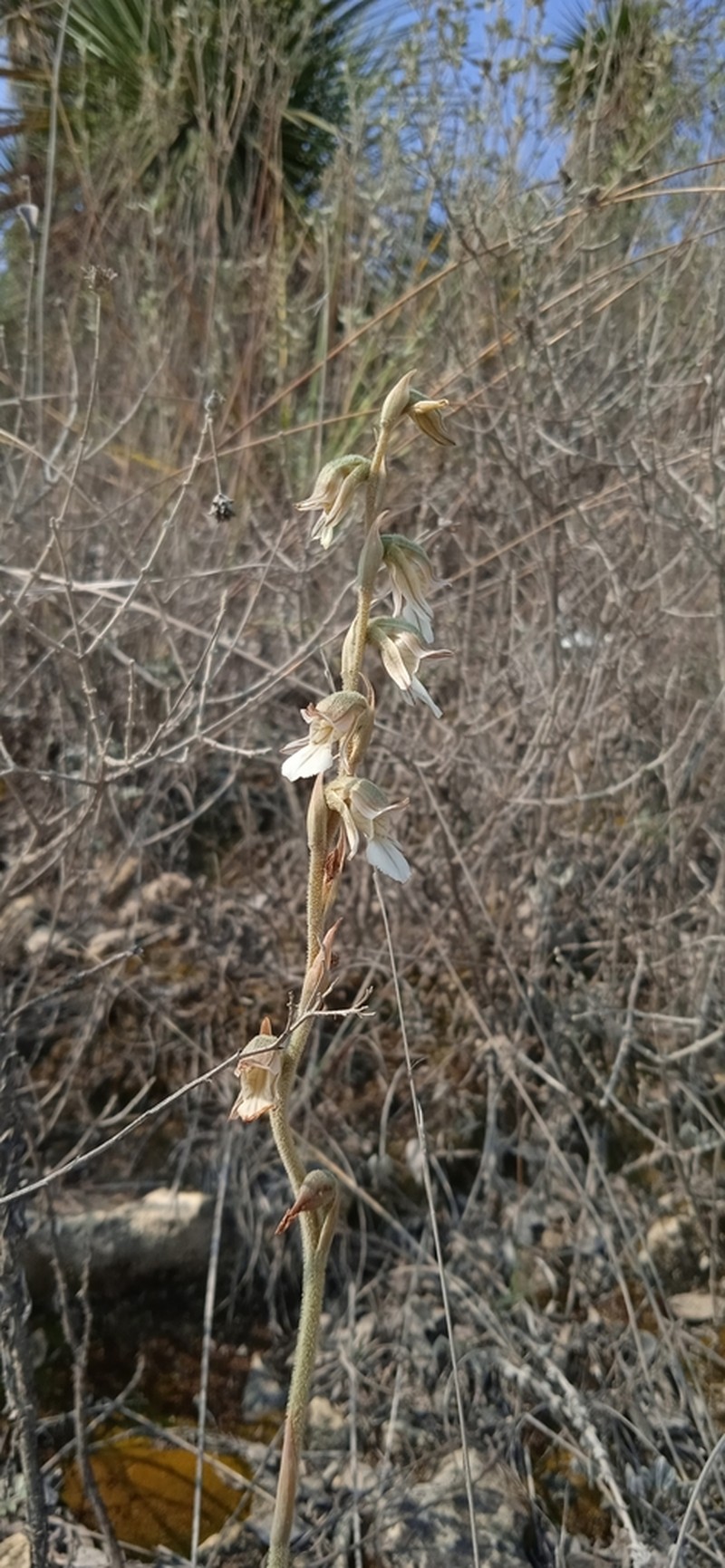 Confusing Lady's Tresses photo 5