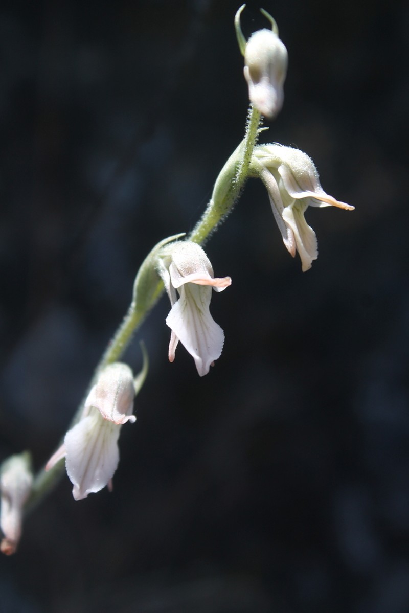 Confusing Lady's Tresses photo 6