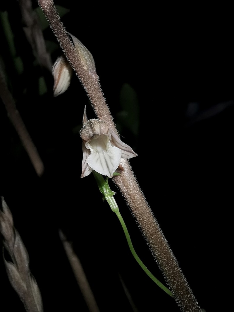 Confusing Lady's Tresses photo 7