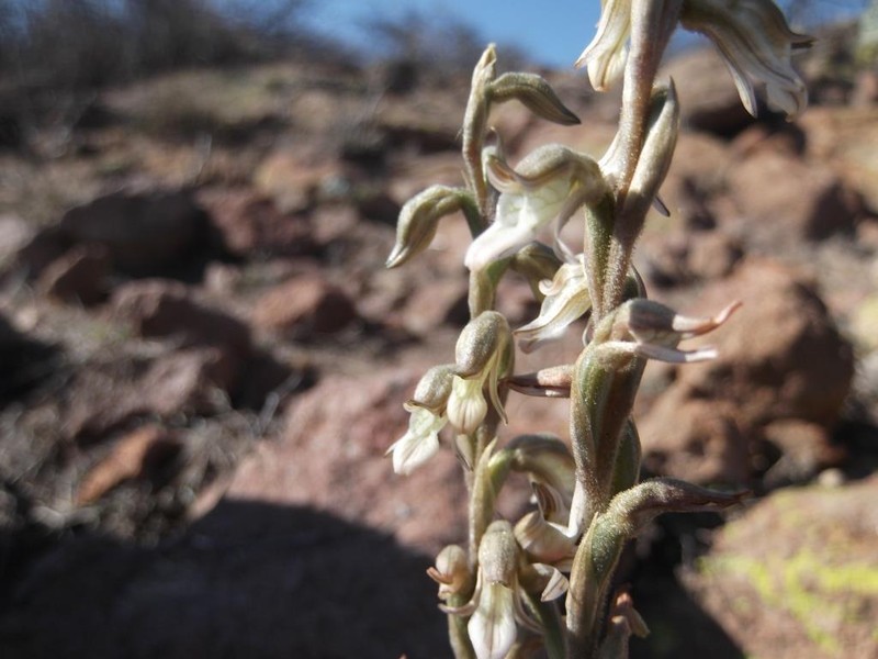 Confusing Lady's Tresses photo 8