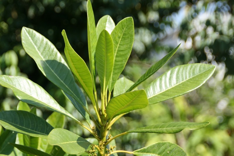 Bitter Tree photo 6