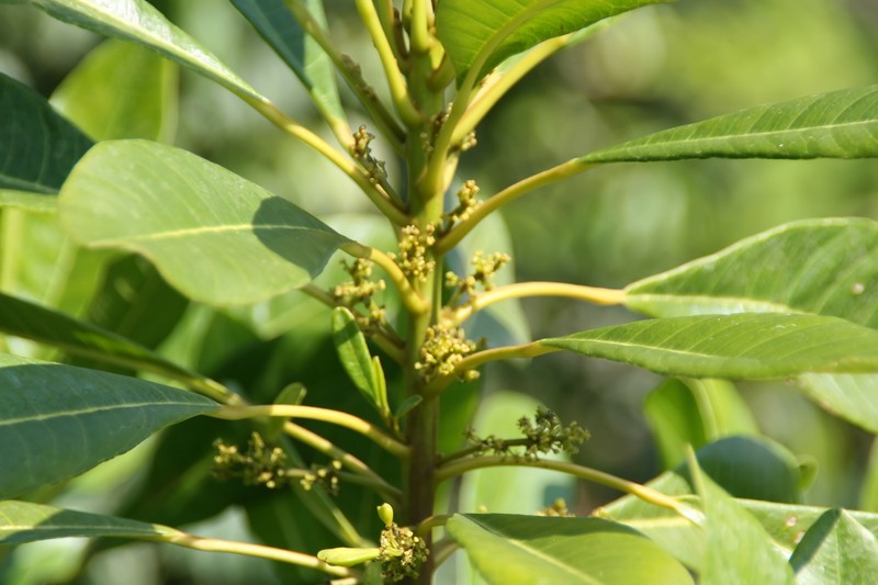 Bitter Tree photo 2