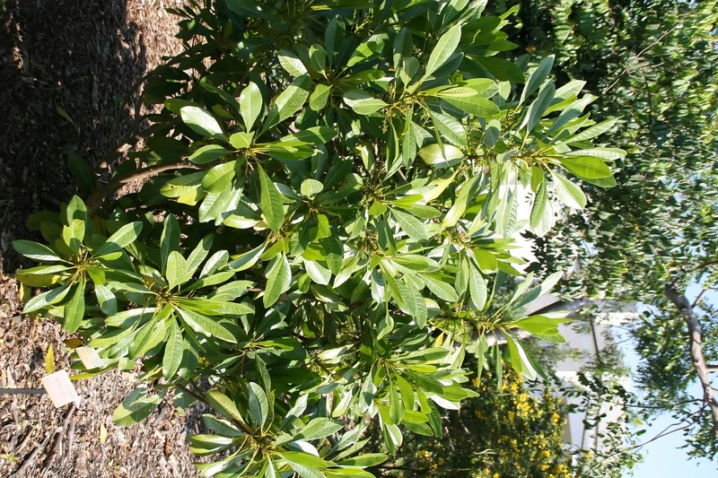 Bitter Tree photo 3