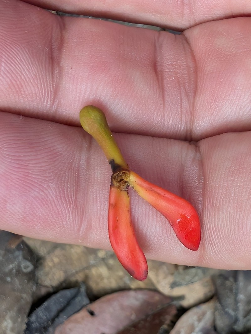 Souroubea guianensis subsp. guianensis
