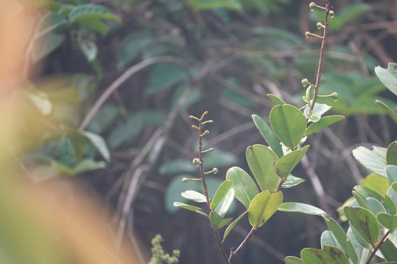 Souroubea guianensis subsp. guianensis photo 2