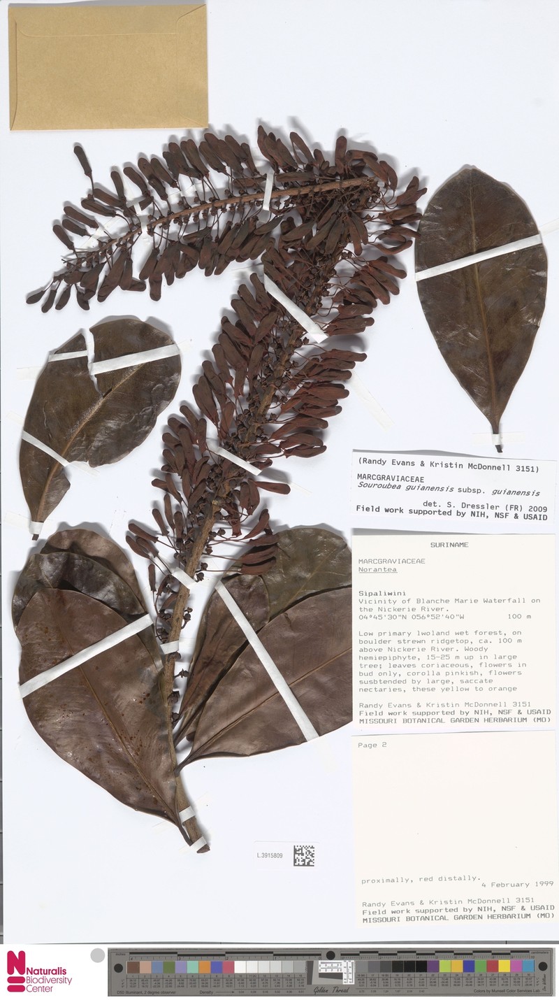 Souroubea guianensis subsp. guianensis photo 3