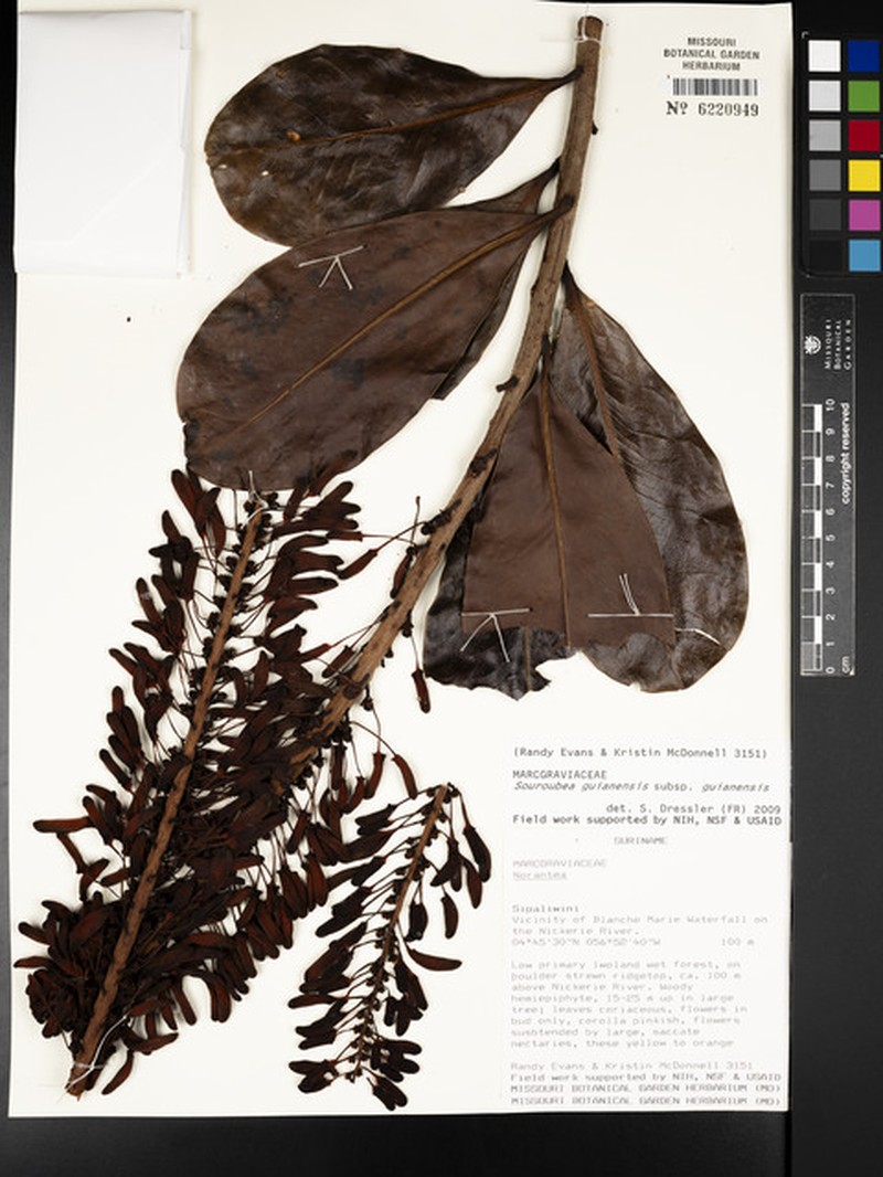 Souroubea guianensis subsp. guianensis photo 4