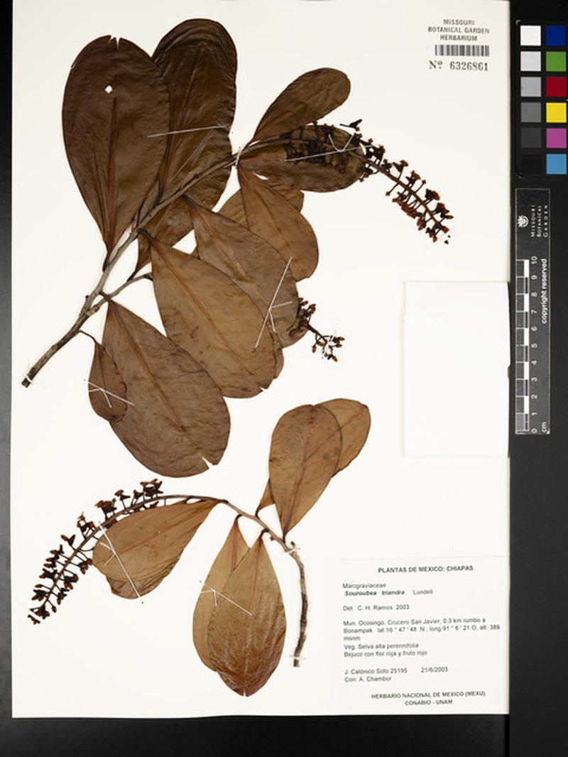 Souroubea loczyi subsp. loczyi