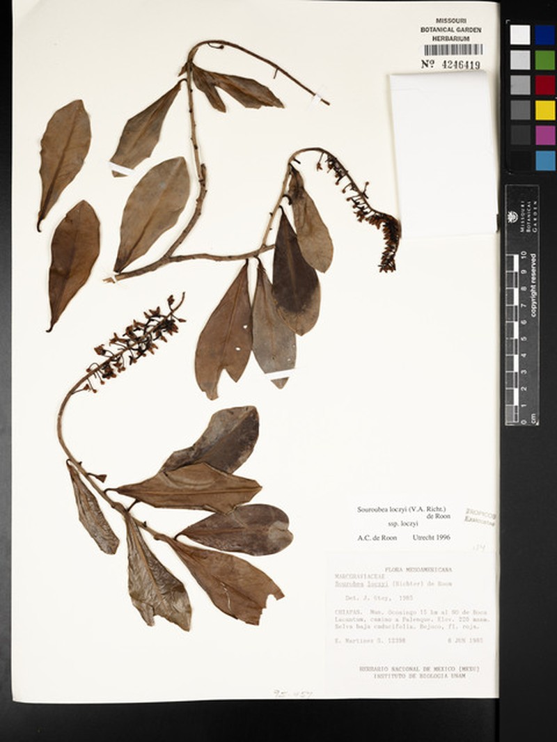 Souroubea loczyi subsp. loczyi photo 2