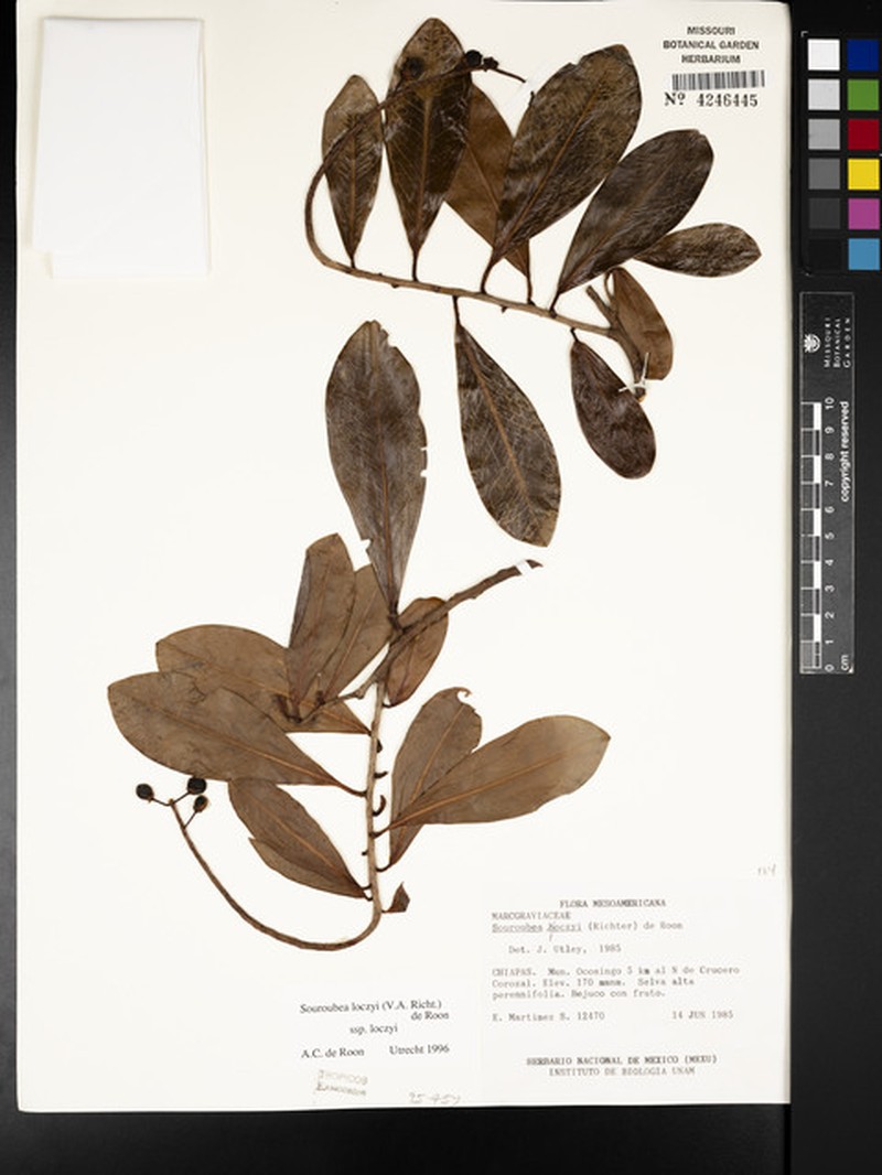 Souroubea loczyi subsp. loczyi photo 3