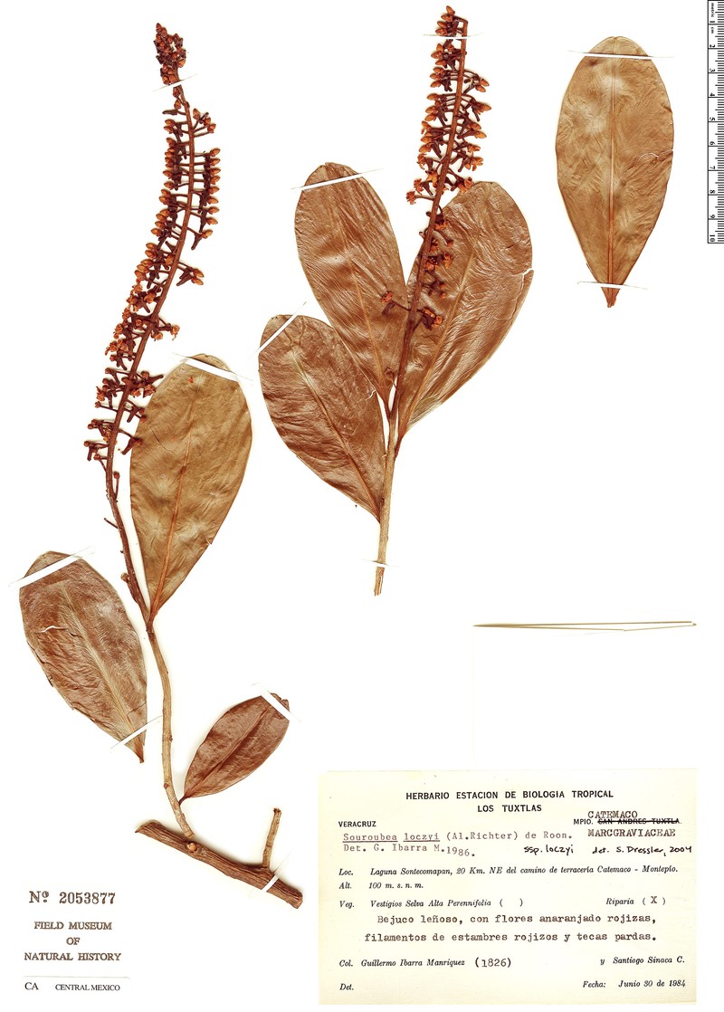 Souroubea loczyi subsp. loczyi photo 4