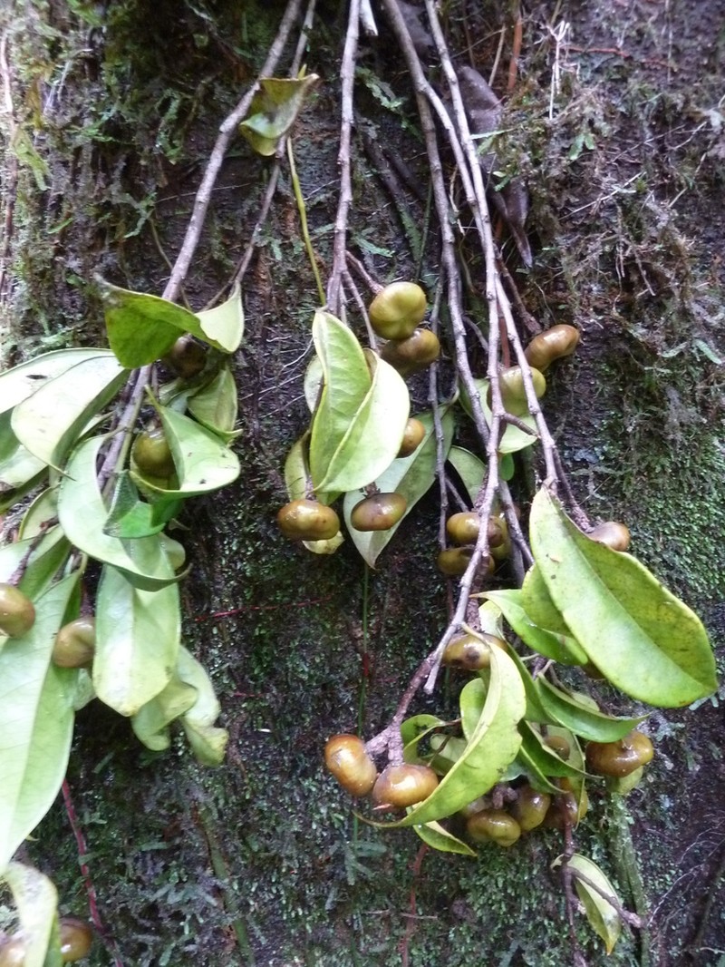 Soyauxia kwewonii
