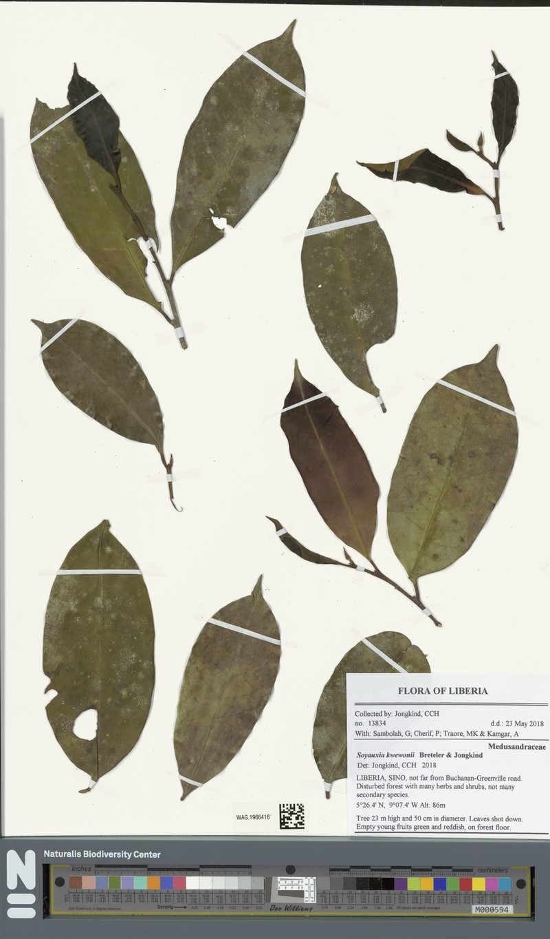 Soyauxia kwewonii photo 4
