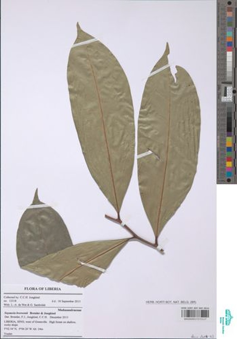 Soyauxia kwewonii photo 5