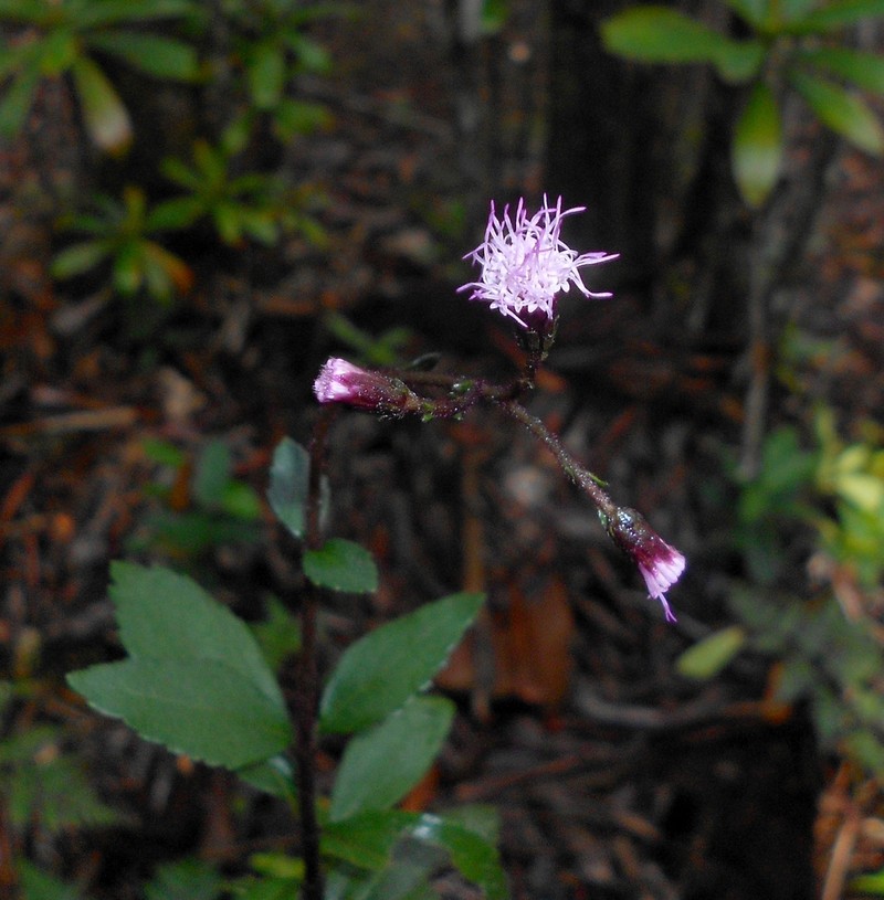 Spaniopappus hygrophilus