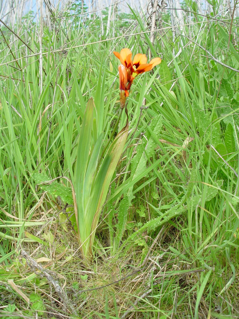 Wandflower photo 4