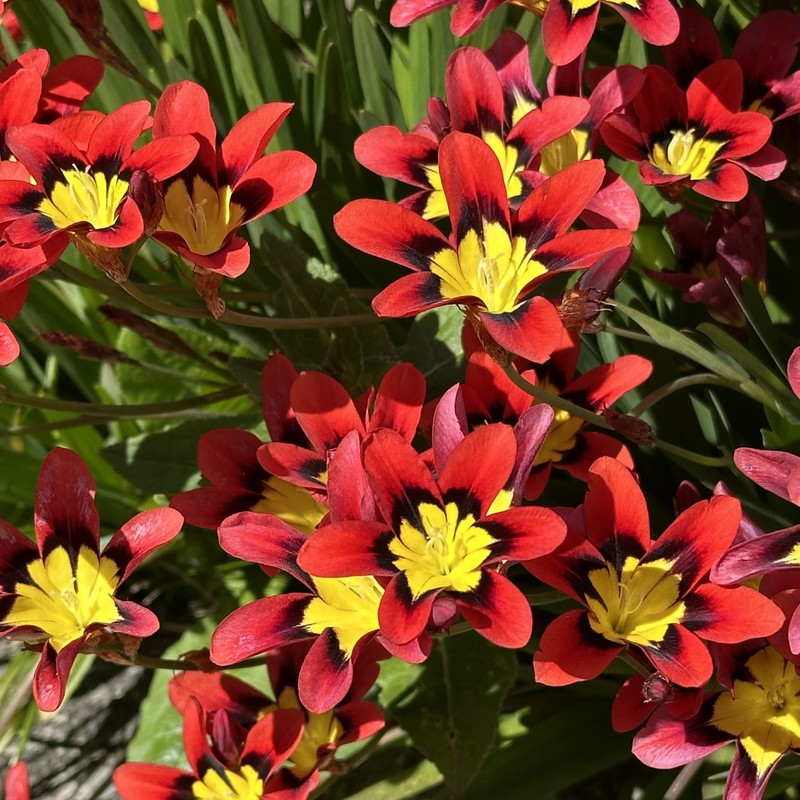 Wandflower photo 2
