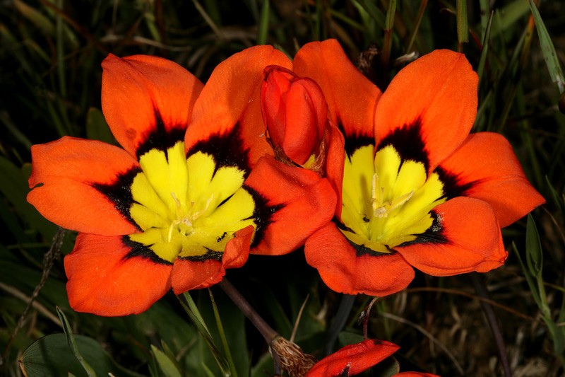 Wandflower photo 3