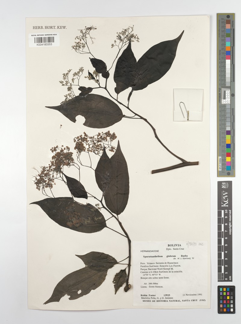 Sparattanthelium glabrum subsp. glabrum