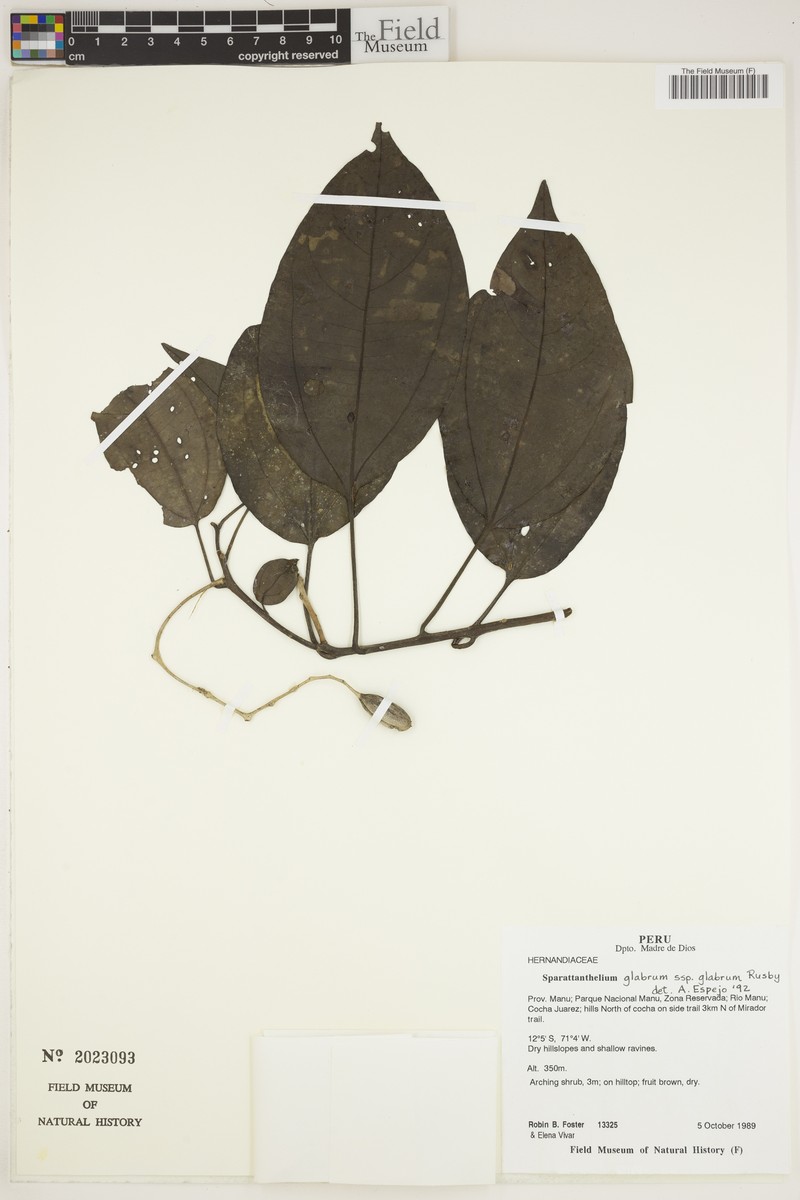 Sparattanthelium glabrum subsp. glabrum photo 2