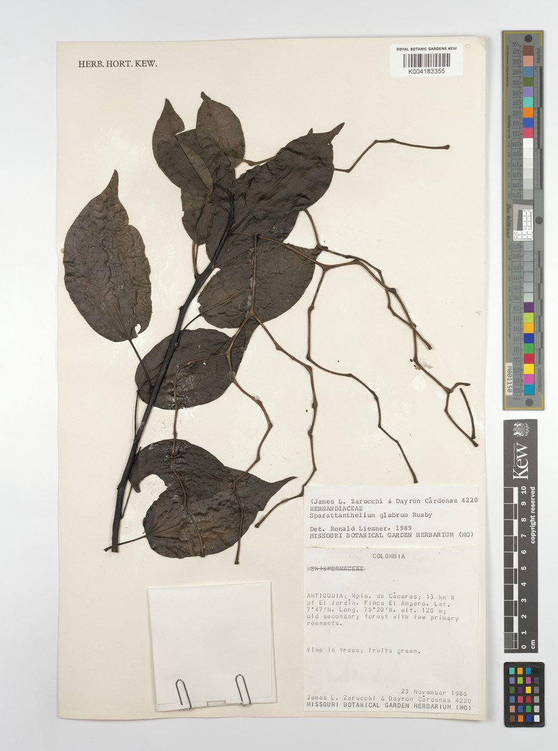 Sparattanthelium glabrum subsp. glabrum photo 3